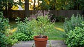 తలసి పూజ చేసేముందు ఈ విషయాలు తప్పక తెలుసుకోండి..