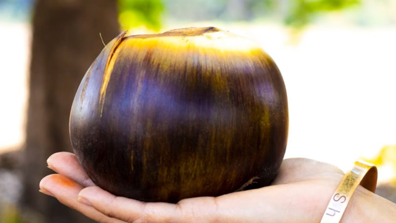 శరీరానికి సహజమైన కూలెంట్: తాటి ముంజలు శరీర ఉష్ణోగ్రతను తగ్గించడంలో అద్భుతంగా పనిచేస్తాయి. శరీరానికి చలవ చేసి డీహైడ్రేషన్ నివారిస్తుంది. తాటి ముంజెల్లో నీటి శాతం చాలా ఎక్కువగా ఉంటుంది. ఎండల వల్ల శరీరంలోని నీటి శాతం తగ్గి నీరసపడినప్పుడు, ముంజెలు తింటే తక్షణ శక్తి లభిస్తుంది. ఇవి శరీర ఉష్ణోగ్రతను సహజంగా నియంత్రించి, వడదెబ్బ తగలకుండా కాపాడతాయి.