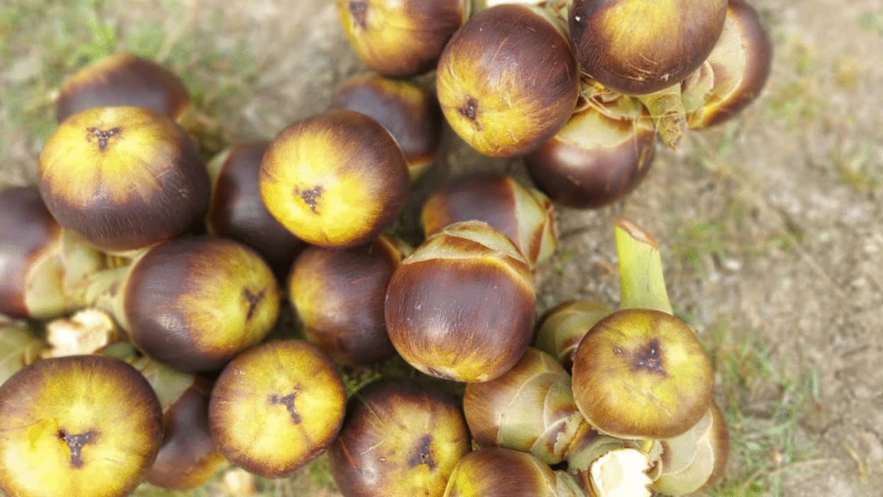 పోషక విలువల గని: ప్రకృతి సిద్ధంగా లభించే ఈ అమృత ఫలాన్ని వేసవిలో క్రమం తప్పకుండా తీసుకోవడం వల్ల ఎన్నో ఆరోగ్య లాభాలు పొందవచ్చు. తాటి ముంజల్లో విటమిన్ బి, ఇనుము (Iron), కాల్షియం, పొటాషియం, జింక్ వంటి ఖనిజాలు పుష్కలంగా ఉంటాయి. ఇవి శరీరానికి కావాల్సిన శక్తిని అందిస్తాయి. ఇవి రోగనిరోధక శక్తిని పెంచడానికి దోహదపడతాయి.