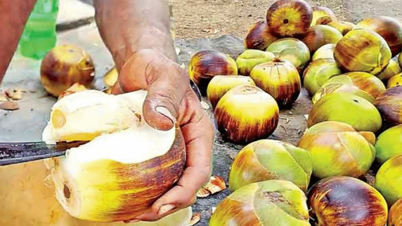 డయాబెటిస్ నియంత్రణ: ముంజలలో చక్కెర స్థాయి తక్కువగా ఉండటంతో పాటు, శరీరానికి అవసరమైన విటమిన్లు ఉండటం వల్ల ఇవి డయాబెటిస్ రోగులకు సురక్షితమైనవి. ఎలాంటి భయం, అనుమానం లేకుండా తినొచ్చు. ఆరోగ్యానికి ప్రయోజనకరమైనవి. ఇవి రక్తంలో చక్కెర స్థాయిలను అదుపులో ఉంచడానికి సహాయపడతాయి.