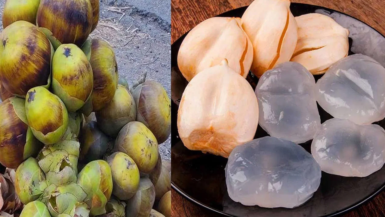 జీర్ణక్రియ మెరుగుదల: పొట్టలో వచ్చే మంట, ఎసిడిటీ, మలబద్ధకం వంటి సమస్యలను తగ్గించడంలో ఇవి అద్భుతంగా పనిచేస్తాయి. గర్భిణీ స్త్రీలకు కలిగే జీర్ణ సంబంధిత ఇబ్బందులకు కూడా ఇవి మంచి ఔషధంలా పనిచేస్తాయి. ఎండ వల్ల శరీరంలో తగ్గే నీటి శాతాన్ని (Dehydration) భర్తీ చేసి, నీరసం రాకుండా కాపాడతాయి. మలబద్ధకం, ఎసిడిటీ వంటి జీర్ణ సంబంధిత సమస్యలతో బాధపడేవారికి తాటి ముంజలు చక్కని పరిష్కారం. ఇవి జీర్ణవ్యవస్థను మెరుగుపరుస్తాయి.