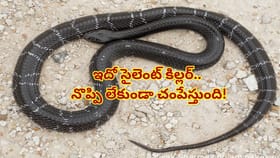 ఓరీ దేవుడో ఇదో సైలెంట్ కిల్లర్.. కాటు వేస్తే కాటికే..! ఈ లక్షణాలు