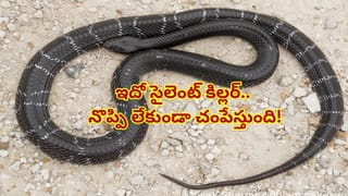 జుట్టు కడుపులోకి వెళితే ఏమవుతుందో తెలుసా? పాతకాలపు చిట్కాలు పాటించే ముందు ఈ నిజాలు తెలుసుకోండి!