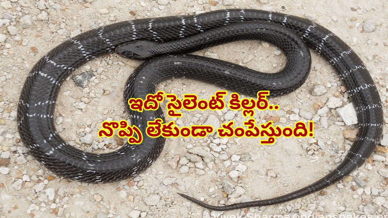 ఓరీ దేవుడో ఇదో సైలెంట్ కిల్లర్.. కాటు వేస్తే కాటికే..! ఈ లక్షణాలు కనిపిస్తే అస్సలు నిర్లక్ష్యం చేయకండి.