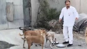 51,000 కుక్కలతో బర్త్‌డే వేడుకలు..!