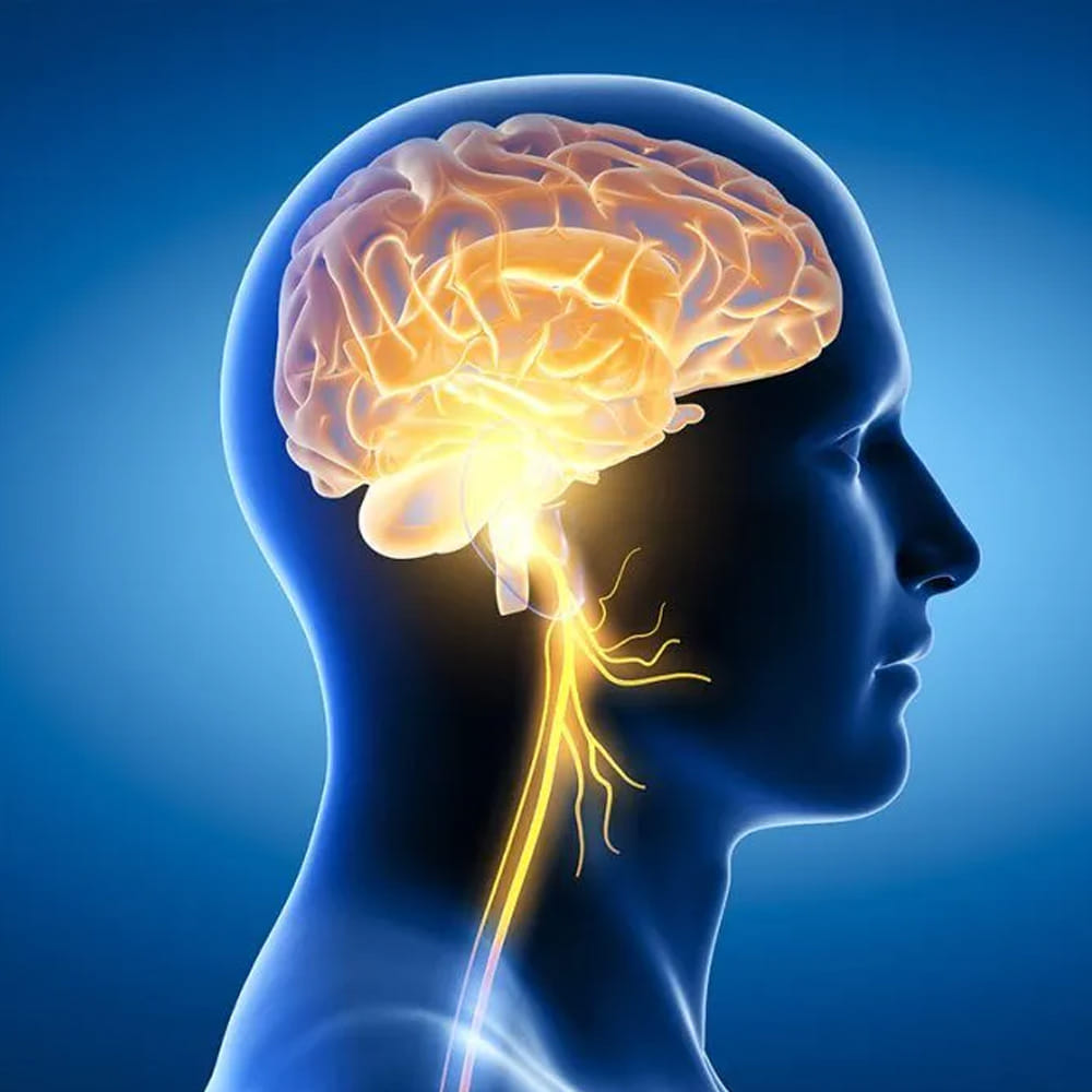 మెదడు పనితీరుపై ఉపవాసం సానుకూల ప్రభావం చూపుతుంది. చాలామంది తినకపోతే నీరసం వస్తుందని భావిస్తారు. కానీ నిజానికి, ఉపవాసం ఉన్నప్పుడు మెదడు మరింత చురుగ్గా పనిచేస్తుంది. దీనికి కారణం BDNF (బ్రెయిన్-డిరైవ్డ్ న్యూరోట్రోఫిక్ ఫ్యాక్టర్) అనే ప్రోటీన్ ఉత్పత్తి పెరగడం. BDNF మెదడు కణాల పెరుగుదలకు, జ్ఞాపకశక్తిని మెరుగుపరచడానికి, మరియు ఏకాగ్రతను పెంచడానికి సహాయపడుతుంది. ఇది మన పూర్వీకులు ఆహారం దొరకని సమయాల్లో వేటాడటానికి అవసరమైన మెదడు చురుకుదనాన్ని పోలి ఉంటుంది.