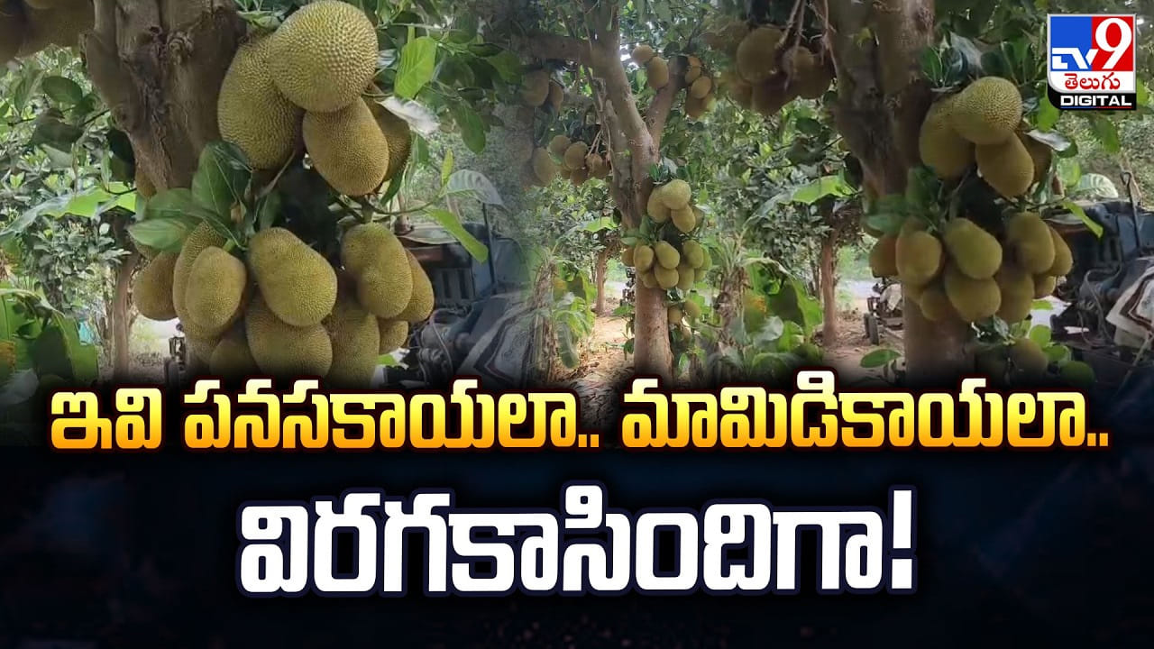 ఇవి పనసకాయలా.. మామిడికాయలా.. విరగకాసిందిగా