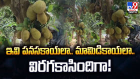 ఇవి పనసకాయలా.. మామిడికాయలా.. విరగకాసిందిగా
