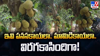 ఒక్కరోజు వయసున్న క్యూట్ ‘రైనో’.. నెట్టింట హల్చల్ చేస్తున్న వీడియో