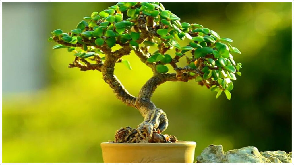 Jade Plant