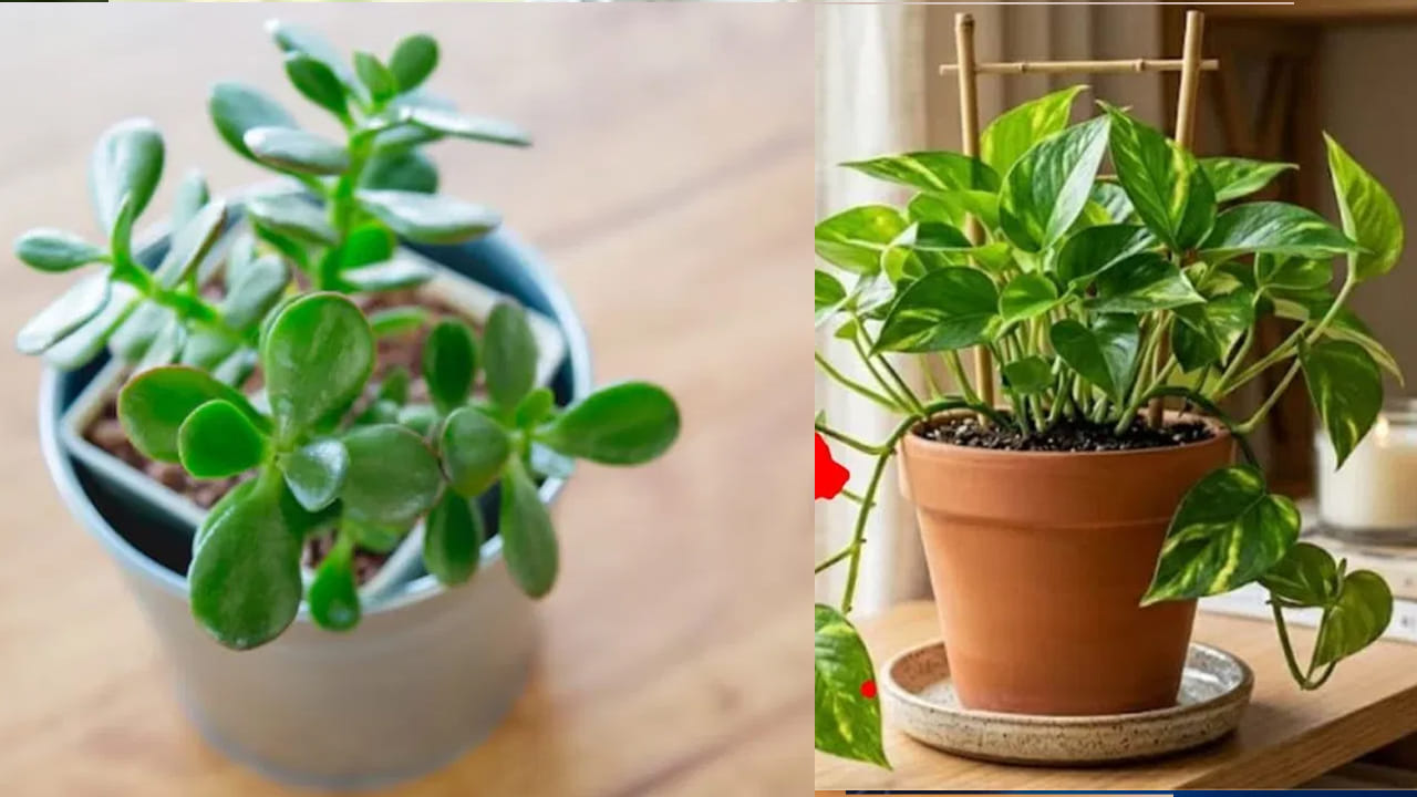 Vastu Tip: Plant This Alongside a Money Plant to Attract Wealth and Prosperity at Home