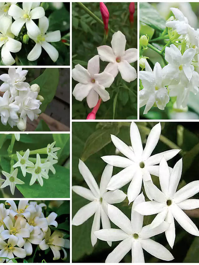 మల్లెపూలు 8 రకాలు.. ఆడవారు ఏ మల్లె పెట్టుకోవడం అదృష్టమో తెలుసా?