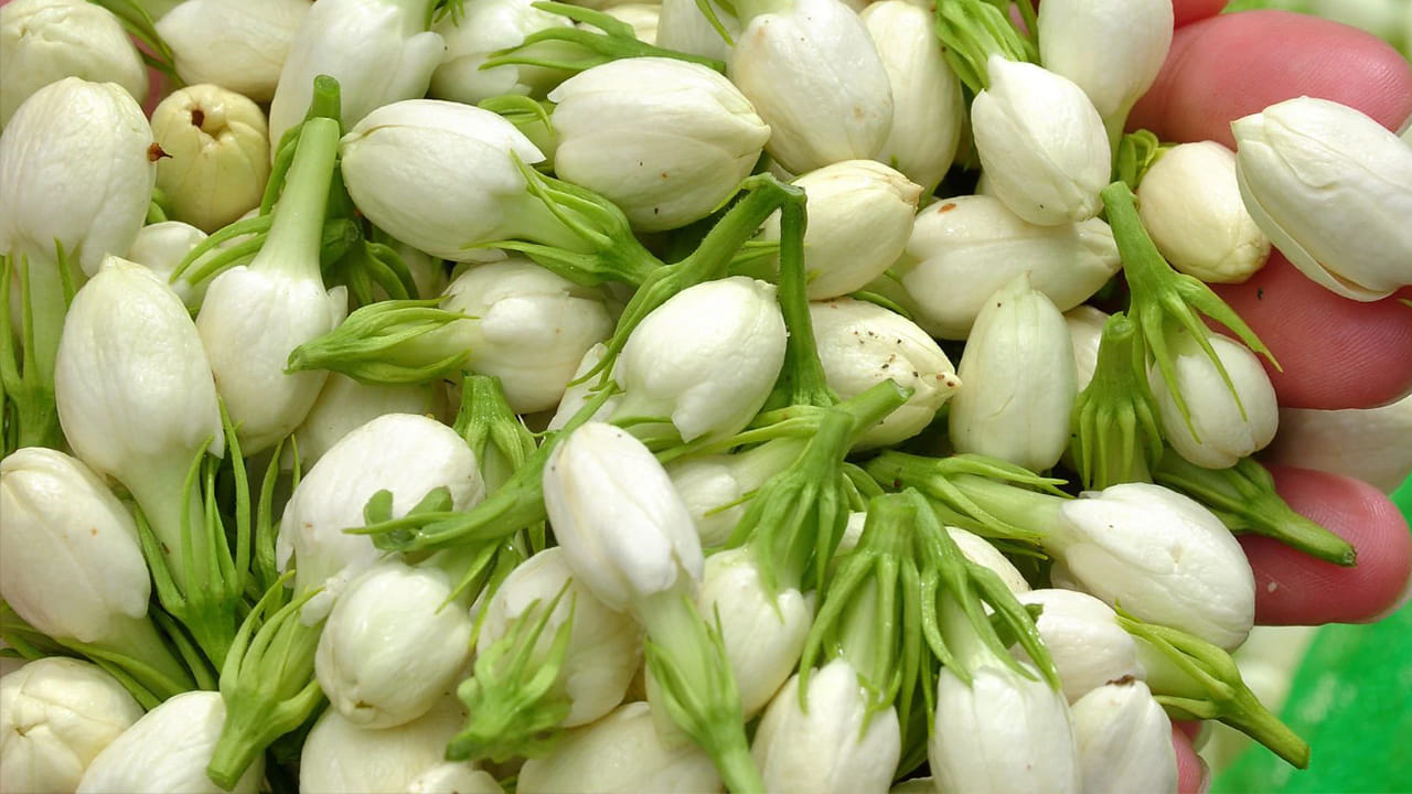 మల్లెపూలు విరగపూయాలంటే ఏం చేయాలి..? ఈ చిట్కా ఫాలో అయితే బుట్టలు బుట్టలుగా పూలు