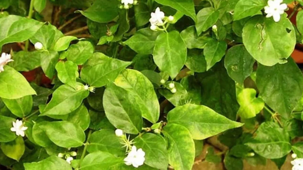  మొక్క మొదట్లో నీరు నిల్వ ఉండకుండా జాగ్రత్త వహించాలి. మల్లె మొక్కకు మట్టి తడిగా ఉండాలి కానీ, నీరు నిల్వ ఉండకూడదు. కుండీలో నీరు నిలిచిపోతే వేర్లు కుళ్ళిపోయే ప్రమాదం ఉంది. మట్టి పైపొర ఆరిపోయినప్పుడు మాత్రమే నీరు పోయండి. అలాగే, ఇంట్లోనే దొరికే బియ్యం కడిగిన నీరు లేదా అరటిపండు తొక్కల ఎరువును వేయడం వల్ల నేలలో పొటాషియం పెరిగి పూలు సమృద్ధిగా పూస్తాయి. 