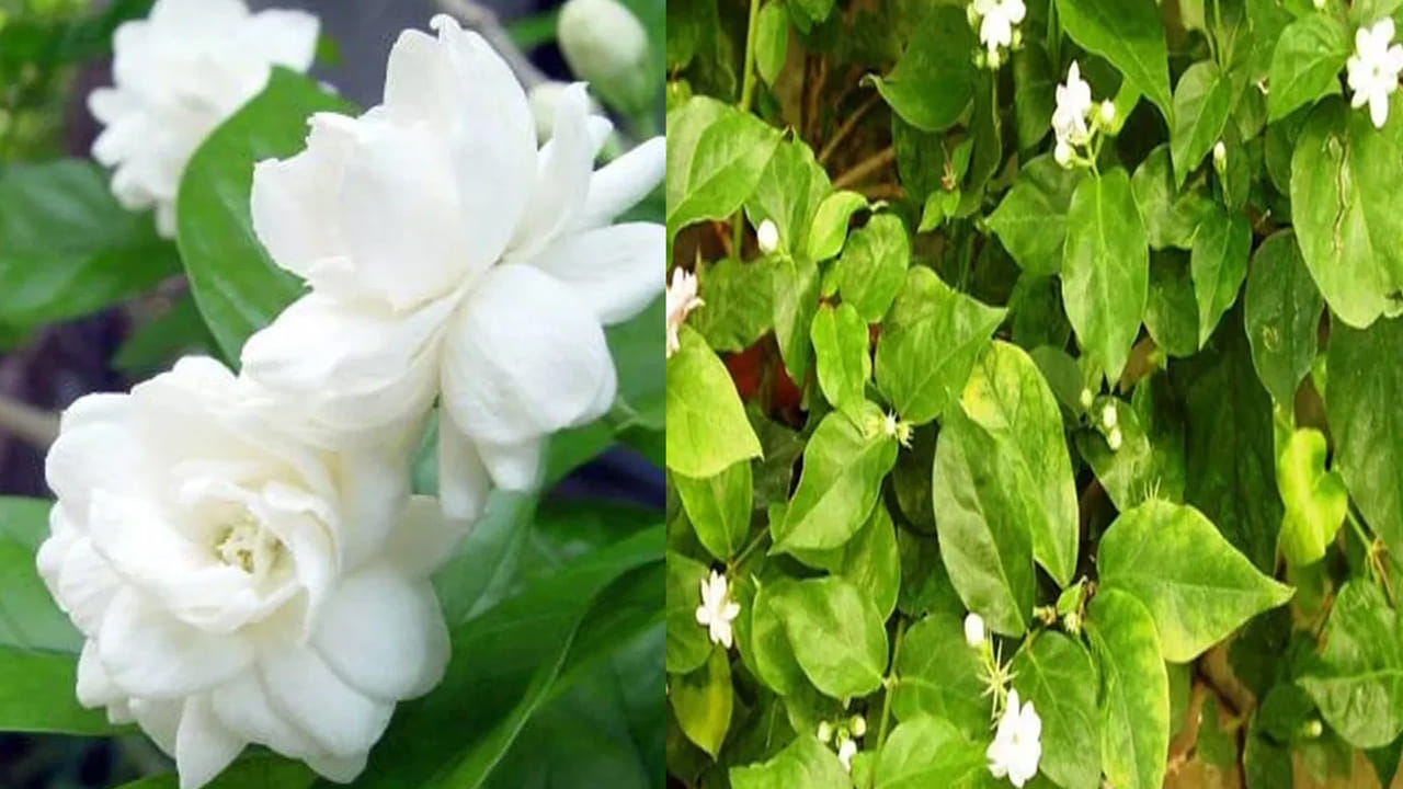 మల్లె మొక్కకు రసాయన ఎరువుల కంటే సహజ సిద్ధమైన ఎరువులు బాగా పనిచేస్తాయి. వీటిలో పొటాషియం ఎక్కువగా ఉంటుంది. ఇది పూలు పూయడానికి ఎంతో తోడ్పడుతుంది. రోజూ బియ్యం కడిగిన నీటిని పారబోయకుండా మొక్క మొదట్లో పోయండి. ఇందులో ఉండే ఖనిజాలు మొక్క ఎదుగుదలకు సహకరిస్తాయి. వాడిన టీ పొడిని శుభ్రంగా కడిగి ఎండబెట్టి మట్టిలో కలిపితే నత్రజని అందుతుంది.