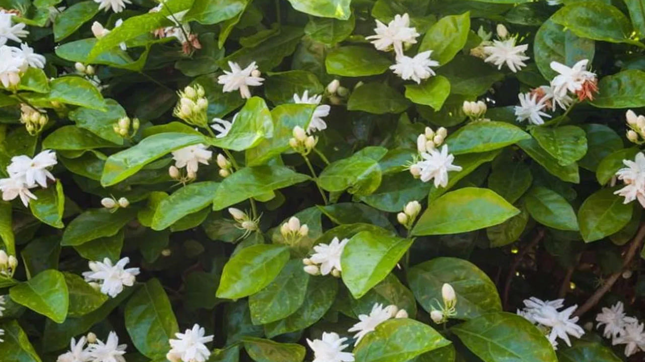 ఇంట్లో పెంచుకునే మల్లె మొక్క (Jasmine Plant) ఆశించిన రీతిలో పూలు పూయకపోవడానికి గల కారణాలు, మల్లె పందిరి పూలతో కళకళలాడటానికి పాటించాల్సిన సులభమైన చిట్కాలు పాటిస్తే సరిపోతుంది. ఇందుకోసం ముఖ్యంగా మల్లె మొక్క సూర్యరశ్మిని బాగా ఇష్టపడుతుంది. మల్లె మొక్క ఏపుగా పెరుగుతున్నా పూలు పూయకపోవడానికి ప్రధాన కారణం సరైన పోషకాలు అందకపోవడం లేదా సూర్యరశ్మి లోపించడం. మొక్కను నీడలో ఉంచితే కేవలం ఆకులు మాత్రమే పెరుగుతాయి. 