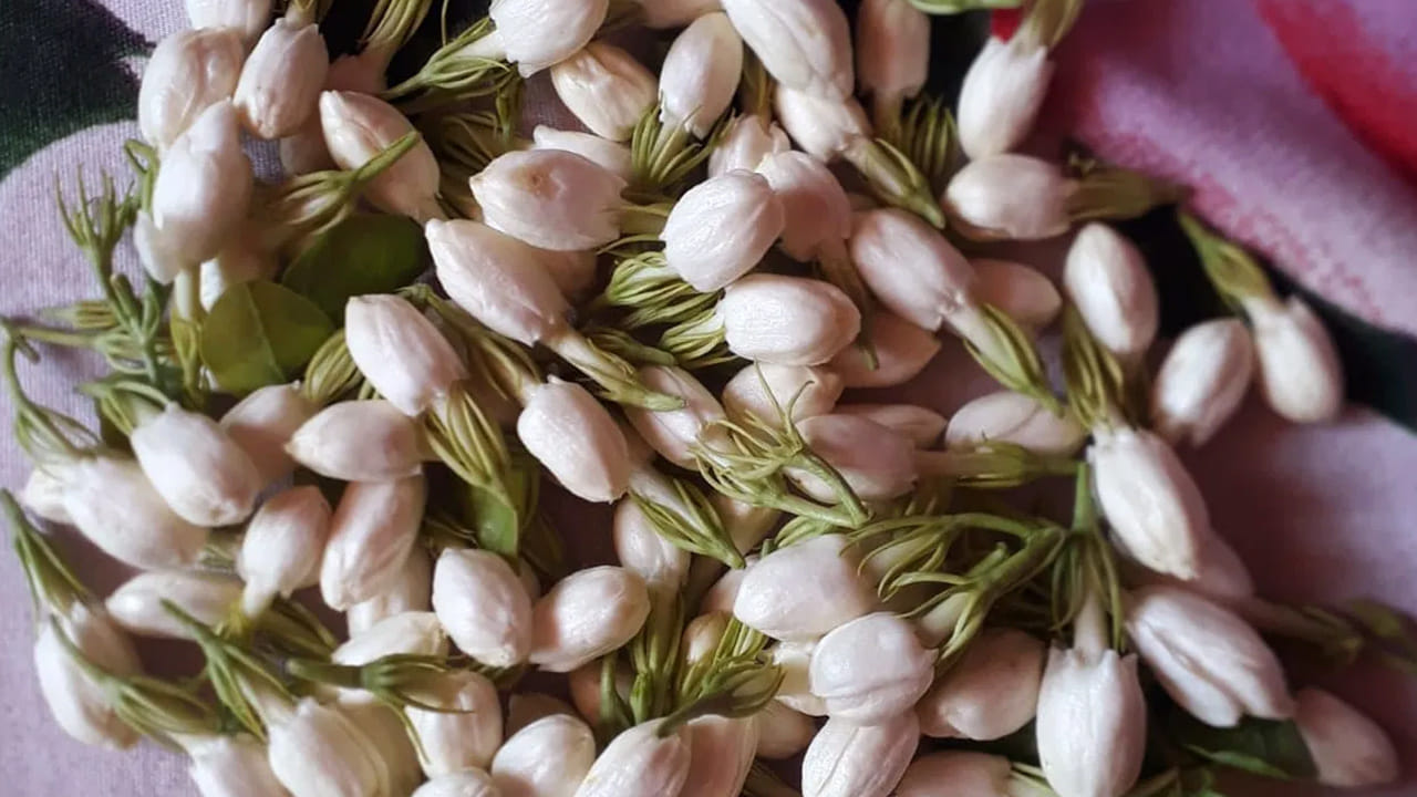 మల్లె మొక్కకు కనీసం రోజుకు 6 నుండి 8 గంటల పాటు ఎండ తగిలేలా చూడాలి. మొక్క మొదట్లో నీరు నిల్వ ఉండకుండా జాగ్రత్త వహించాలి. మల్లె మొక్క పూలు పూయడం తగ్గినప్పుడు మొక్కకు ప్రూనింగ్ చేయడం చాలా అవసరం. ఎండిపోయిన కొమ్మలను, పాత ఆకులను కత్తిరించండి. దీనివల్ల మొక్కకు కొత్త శక్తి వచ్చి, కొత్త కొమ్మలు పుట్టుకొస్తాయి. ఈ కొత్త చిగుర్లకే మొగ్గలు ఎక్కువగా వస్తాయి.