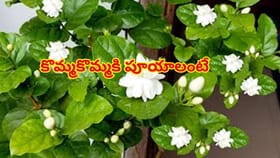 మల్లె మొక్క పూయటం ఆగిపోయిందా..? ఇలా చేశారంటే మళ్లీ కళకళలాడుతుంది!