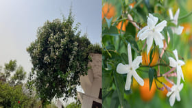 సీజన్‌తో పనిలేదు.. పందిరి మల్లె మీ ఇంట్లో ఉంటే..రోజూ పూల వర్షమే!