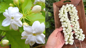 మల్లె పూలు ఎక్కువ రోజులు ఫ్రేష్‌గా ఉండాలంటే..ఈ సింపుల్‌ టిప్స్‌