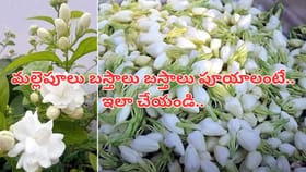 మల్లెపూలు విరగపూయాలంటే ఇదొక్కటి చేయండి చాలు..