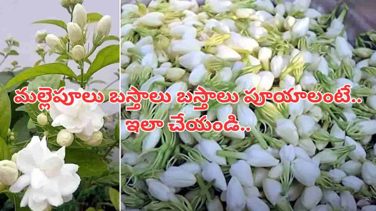 మల్లెపూలు విరగపూయాలంటే ఇదొక్కటి చేయండి చాలు.. బస్తాలు బస్తాలు పూస్తాయ్..