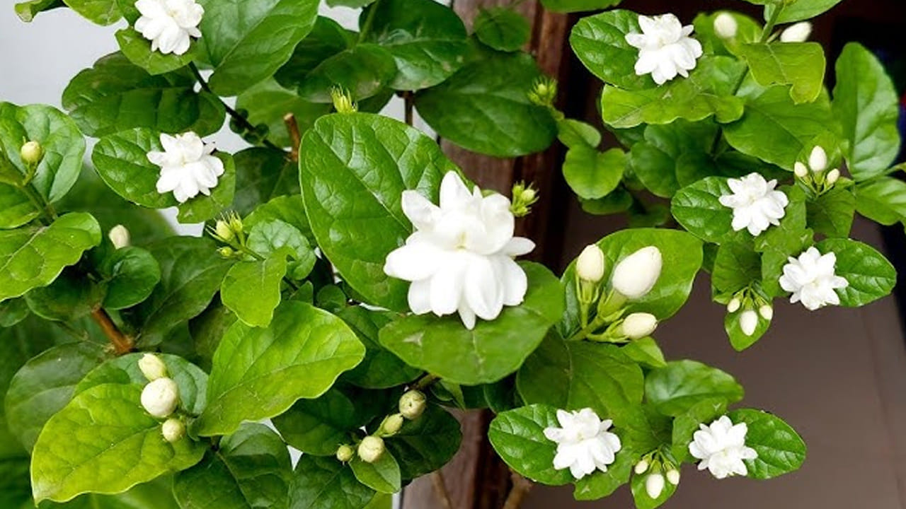 కుండీలో మట్టిని సిద్ధం చేసేటప్పుడు సాధారణ మట్టితో పాటు ఇసుక, కోకోపీట్ కలిపితే వేర్లు సులభంగా వ్యాప్తి చెందుతాయి. మట్టి గట్టిగా ఉండకుండా చూసుకోవాలి.
మల్లె మొక్కకు కొంచెం ప్రేమ, సరైన పోషకాలు అందిస్తే అది మనకు అద్భుతమైన సువాసనను, అందమైన పూలను బహుమతిగా ఇస్తుంది. పైన పేర్కొన్న సహజ పద్ధతులను పాటిస్తూ మీ ఇంటి తోటను మరింత అందంగా మార్చుకోండి.