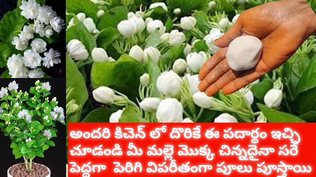 కిచెన్‌లో ఉండే ఈ పదార్థంతో ఇలా చేయండి.. మల్లెపూలు పిచ్చిపిచ్చిగా పూస్తాయి..