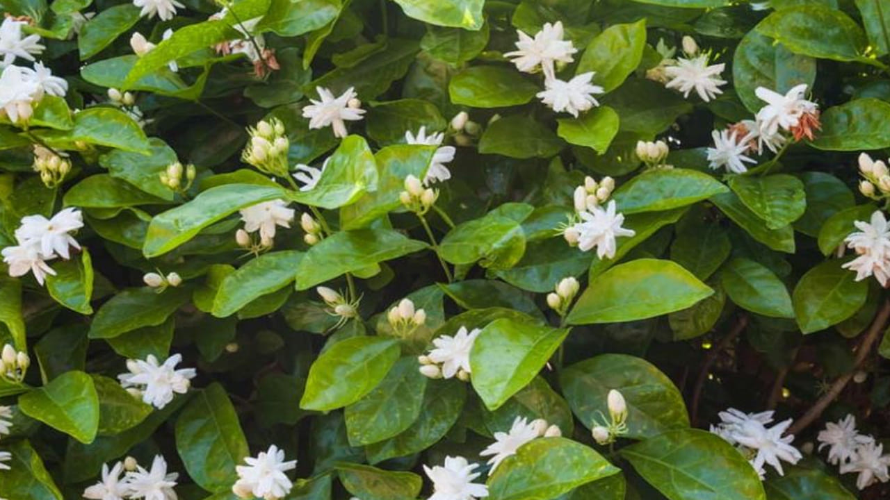 కుండీలో పెంచేటప్పుడు నీరు నిలవకుండా ఉండేలా డ్రైనేజీ రంధ్రాలు సరిగ్గా ఉన్నాయో లేదో చూసుకోవాలి. మట్టి ఎప్పుడూ తేమగా ఉండాలి కానీ నీరు నిలబడకూడదు. కుండీ అడుగున రంధ్రాలు మూసుకుపోకుండా చూసుకోండి. మట్టి పైపొర ఎండినట్లు అనిపించినప్పుడు మాత్రమే నీరు పోయండి. వేసవిలో రోజుకు రెండుసార్లు నీరు పోయాలి, కానీ మట్టి మరీ బురదగా మారకుండా జాగ్రత్త పడాలి. 