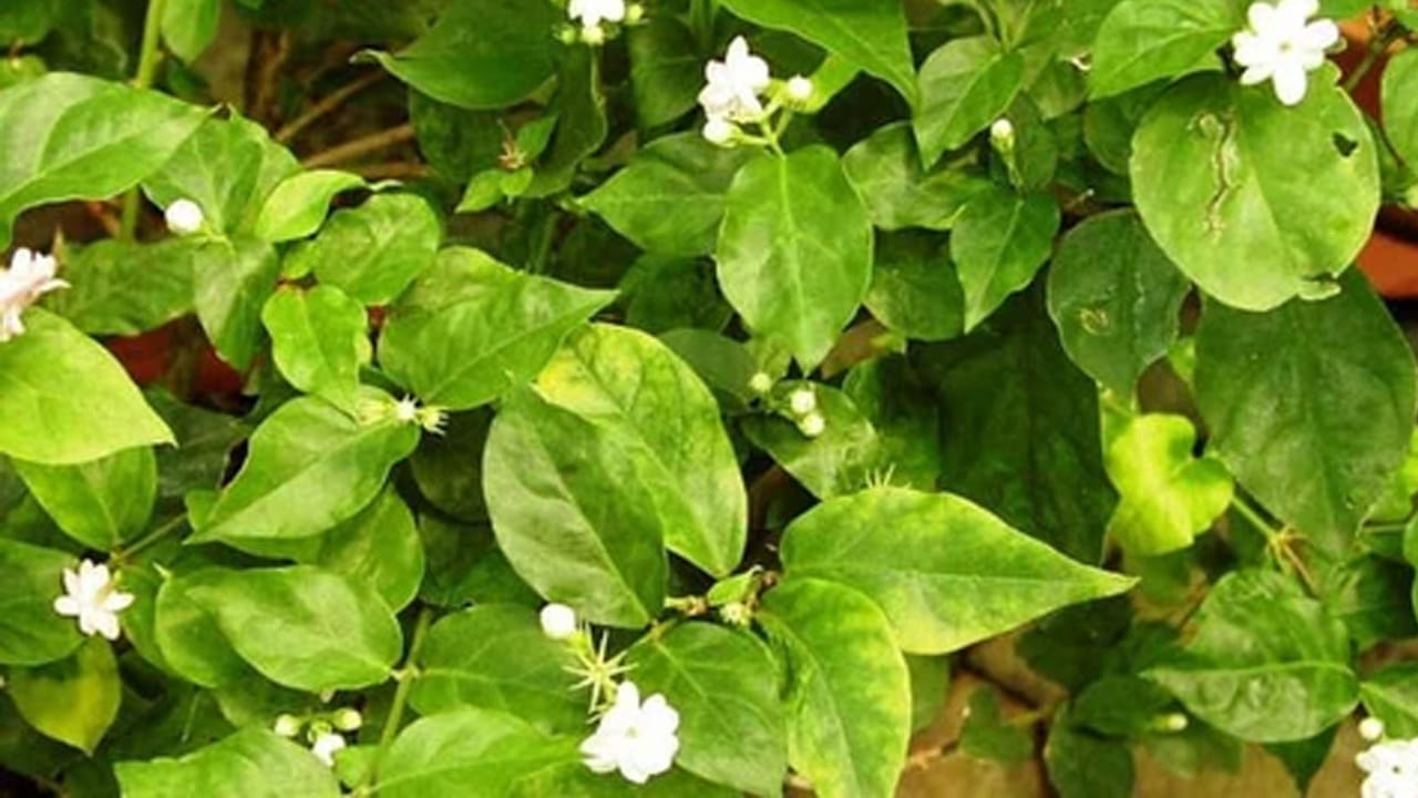 నేల సారవంతంగా ఉండటానికి పశువుల ఎరువు లేదా వర్మీ కంపోస్ట్ వంటి సహజ ఎరువులను నెలకు ఒకసారి అందించాలి. కుండీల్లో పెంచే మల్లె మొక్క పూలు పూయడానికి కూడా సరైన పోషకాలు అవసరం. అరటిపండు తొక్కలను ఎండబెట్టి పొడి చేసి వేయడం లేదా బియ్యం కడిగిన నీటిని పోయడం వల్ల పొటాషియం అందుతుంది. ఇది పూల సంఖ్యను పెంచుతుంది. మొక్కకు తెగుళ్లు సోకకుండా ఉండటానికి అప్పుడప్పుడు వేప నూనె (Neem Oil) స్ప్రే చేయడం వల్ల మొక్క ఆరోగ్యంగా ఉంటుంది. 