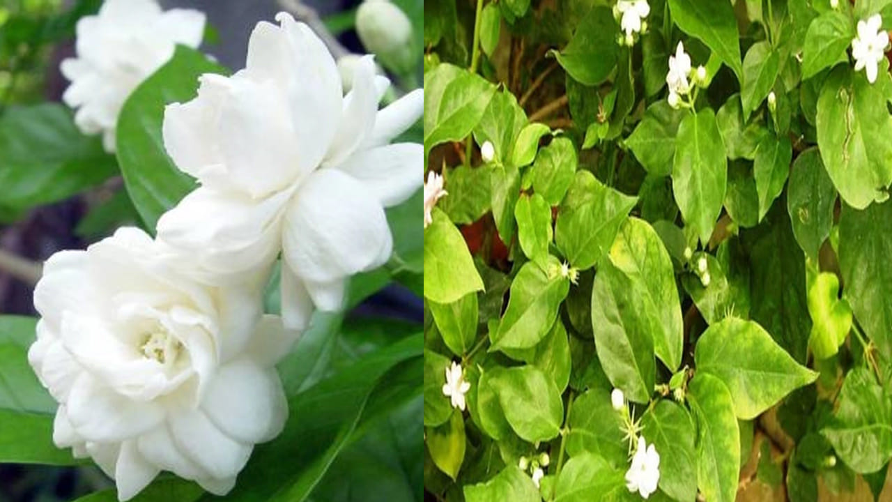 మొక్కకు క్రమం తప్పకుండా ప్రూనింగ్ (Pruning) చేయడం, అంటే ఎండిపోయిన కొమ్మలను, ఆకులను కత్తిరించడం వల్ల కొత్త చిగుర్లు వచ్చి పూలు ఎక్కువగా పూస్తాయి. మల్లె పూల సీజన్ ప్రారంభానికి ముందు మొక్కను కత్తిరించడం చాలా ముఖ్యం. పాత, ఎండిపోయిన కొమ్మలను కత్తిరిస్తేనే కొత్త కొమ్మలు వస్తాయి. కొత్త కొమ్మలకే పూలు ఎక్కువగా పూస్తాయి. 