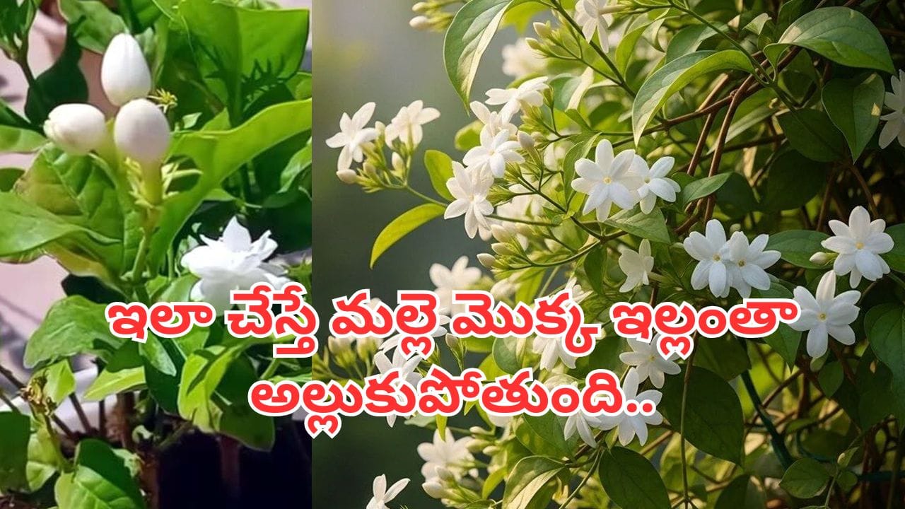 సింపుల్.. ఇలా చేస్తే మల్లె తీగ ఇల్లాంతా అల్లుకుంటుంది.. పువ్వులు గుత్తులు గుత్తులుగా పూస్తాయ్..