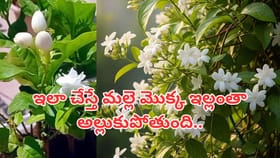 మల్లె మొక్క పెరగడం లేదా..? ఇలా చేస్తే గుత్తులు గుత్తులు పూస్తాయ్