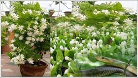 మల్లెపూల సువాసనకు పాములు వస్తాయా?