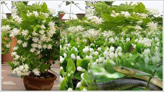 కార్డియాక్ అరెస్ట్ నుంచి స్ట్రోక్ వరకు.. ప్రతి ఒక్కరూ తెలుసుకోవాల్సిన 5 ప్రాణరక్షణ స్టెప్స్