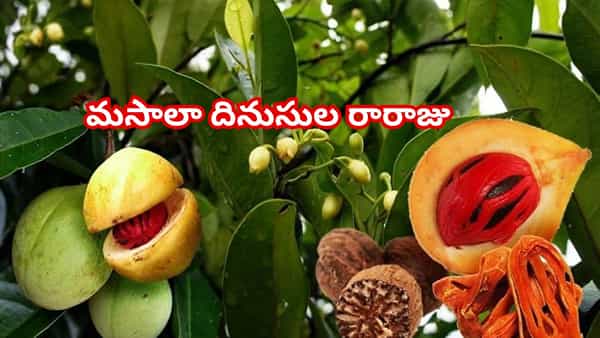 మసాలా దినుసుల రారాజు జాపత్రి అంటే ఏమిటి..? సాగుతో సిరుల వర్షమే..! ఆసక్తికర విశేషాలు