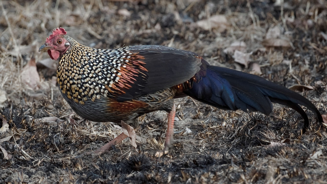 అడవి కోడితో ఆషామాషీ కాదు.. దాని ప్రత్యేకతలు మీకు తెలుసా..?