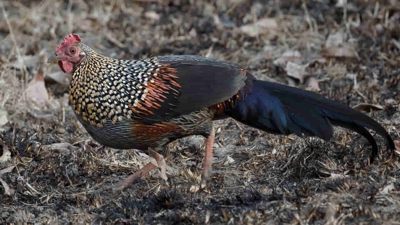 అడవి కోడితో ఆషామాషీ కాదు.. దాని ప్రత్యేకతలు మీకు తెలుసా..?