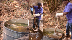 ఆ కొండచిలువ ఐడియా మామూలుగా లేదు.. ధైర్యముంటేనే వీడియో చుడండి..