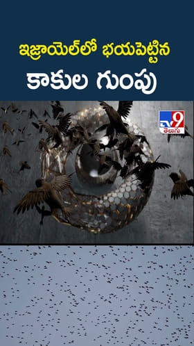 ఇజ్రాయెల్‌లో భయపెట్టిన కాకుల గుంపు