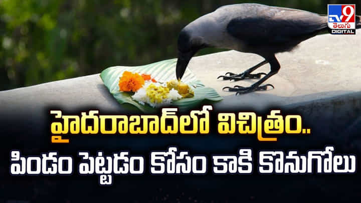 హైదరాబాద్లో విచిత్రం..పిండం పెట్టడం కోసం కాకి కొనుగోలు హైదరాబాద్లో విచిత్రం..పిండం పెట్టడం కోసం కాకి కొనుగోలు