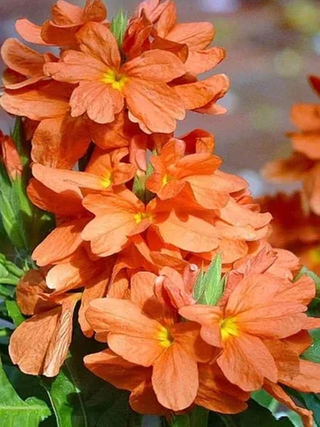 కనక వర్షం కురిపిస్తున్న కనకాంబరం సాగు