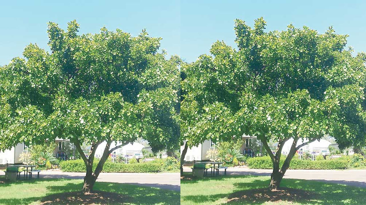 మీరు ఏసీలు వాడతారా..? అయితే ఇంటి పరిసరాల్లో ఈ చెట్టు పెంచండి.. ఎందుకంటే..?