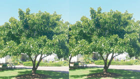 ఈ చెట్టు మీ ఇంటి పరిసరాల్లో ఉంటే ఎన్ని ప్రయోజనాలో...