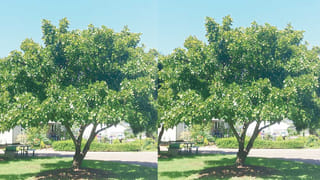 గేదె డెలివరీ సమయంలో ఈ జాగ్రత్తలు తప్పకుండా తీసుకోండి..