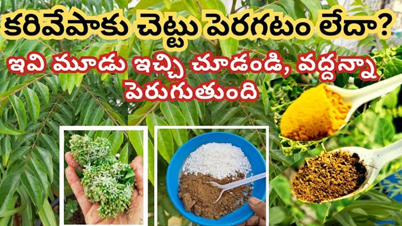 కరివేపాకు మొక్క పెరగడం లేదా.? ఇవి ఇచ్చారంటే పచ్చగా, వద్దన్నా గుబురుగా పెరుగుతుంది..