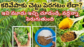 కరివేపాకు మొక్క పెరగడం లేదా.? ఇవి ఇచ్చారంటే పచ్చగా, వద్దన్నా..