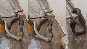 ఇంట్లోకొచ్చి బుసలు కొట్టిన నాగుపాము.. గూస్‌బంప్స్ వీడియో