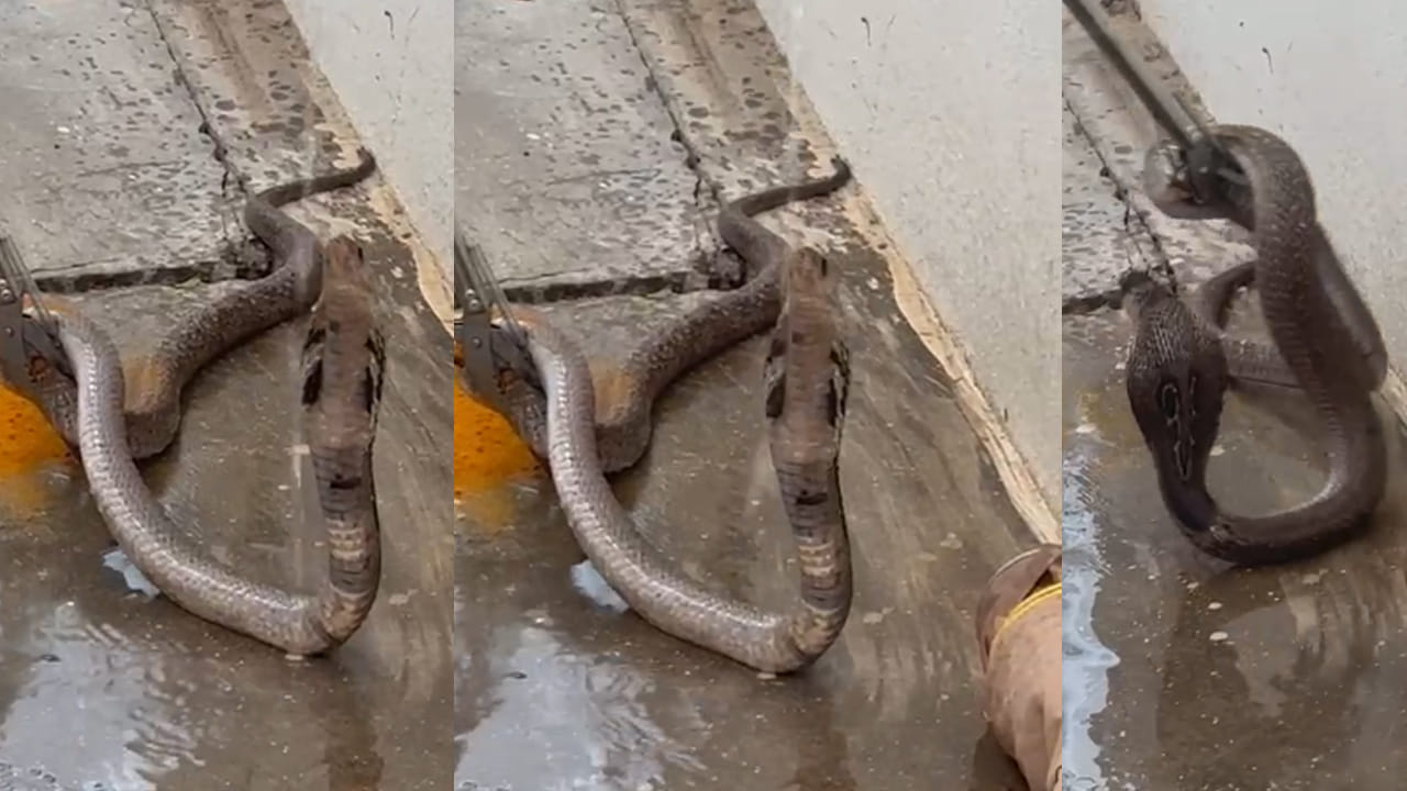 Viral Video: దూపైతుందని ఇంటికొచ్చి బుసలు కొట్టిన నాగుపాము.. వీడియో చూస్తే గూస్బంప్స్ అంతే..