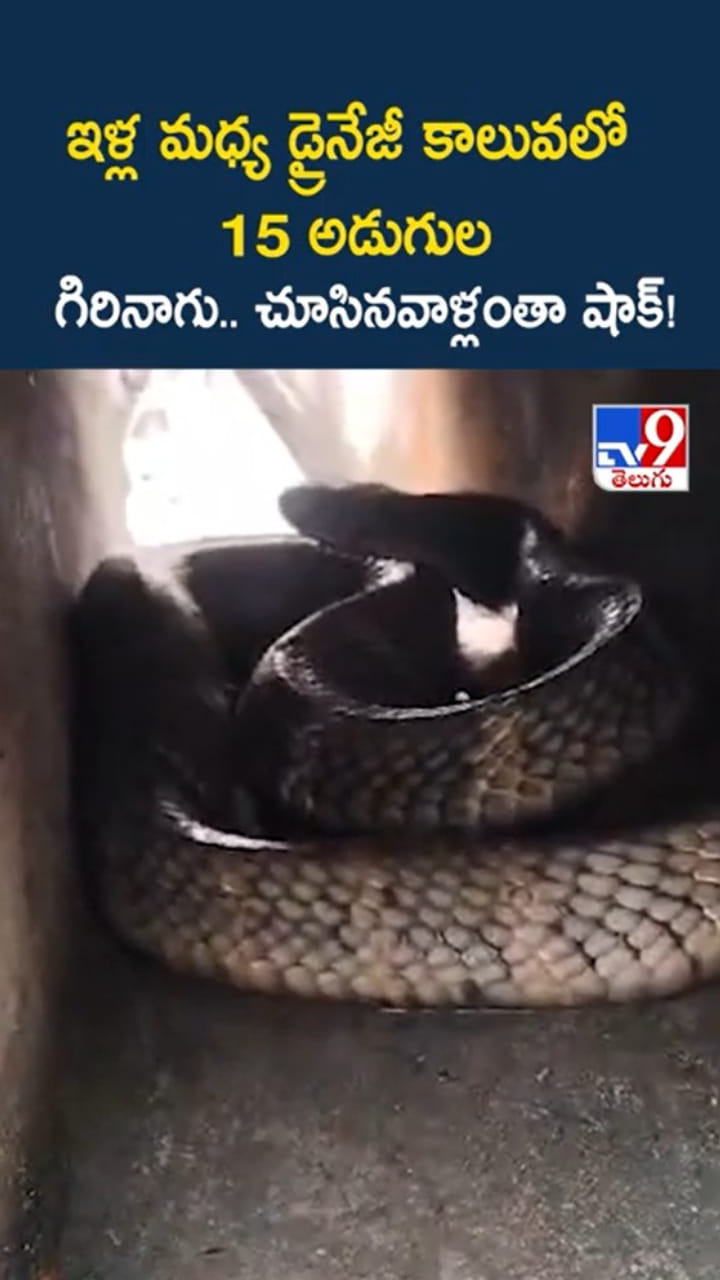 అయ్య బాబోయ్.. డ్రైనేజీ కాలువలో 15 అడుగుల గిరినాగు..